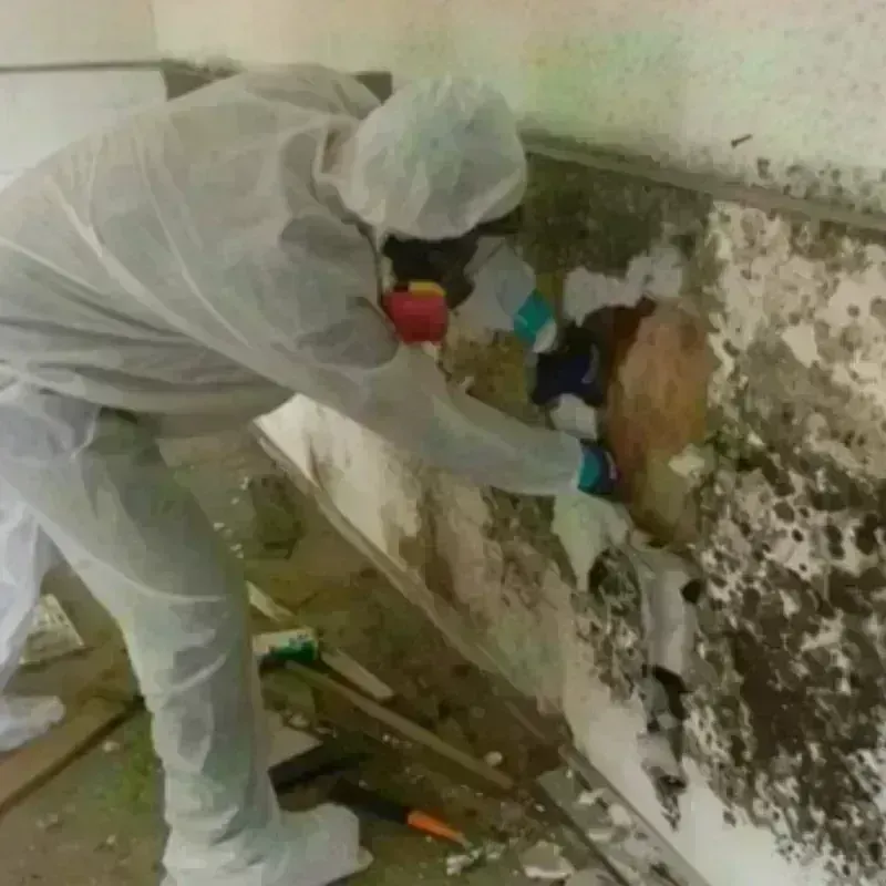 Mold Remediation and Removal in La Parguera, PR